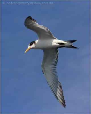 Swift Tern (Crested) (Thalasseus bergii) by Ian