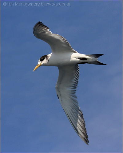 Greater Crested Tern (Thalasseus bergii) by Ian