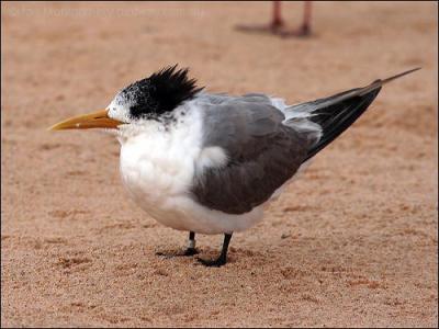 Swift Tern (Thalasseus bergii) Non-breeding by Ian