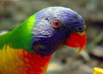 Rainbow Lorikeet (Trichoglossus moluccanus) by Ian