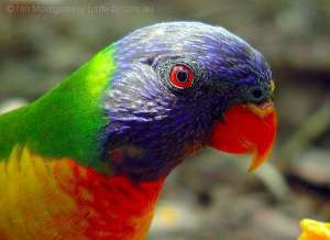 Rainbow Lorikeet (Trichoglossus moluccanus) by Ian