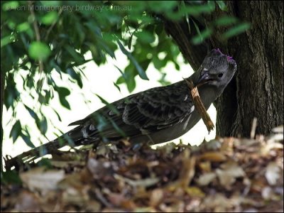 Great Bowerbird (Chlamydera nuchalis) by Ian