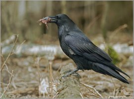 Northern Raven (Corvus corax) by Ray