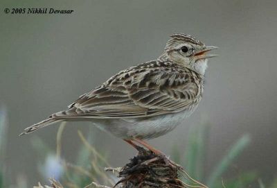 Oriental Skylark (Alauda gulgula) by Nikhil Devasar