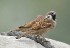 Eurasian Tree Sparrow (Passer montanus) by Nikhil