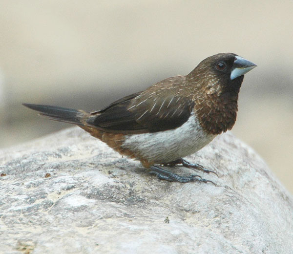 White-rumped Munia (Lonchura striata) by Nikhil