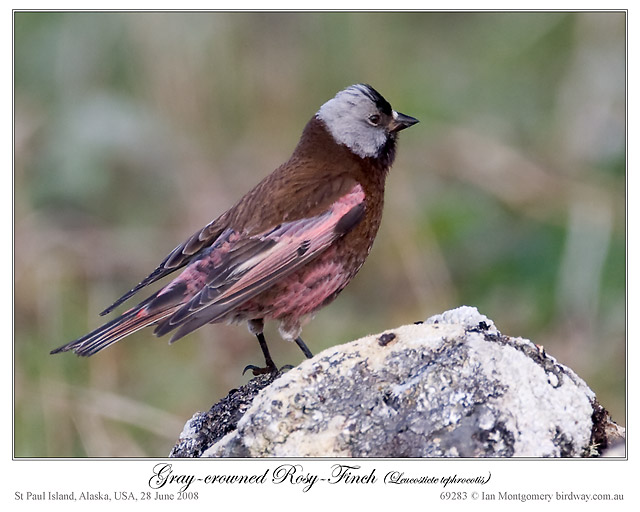 Grey-crowned Rosy Finch (Leucosticte tephrocotis) by Ian