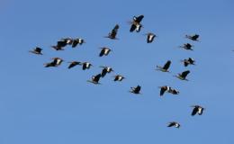 Birds of the Bible – Whistling&nbsp;Ducks