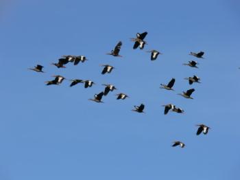 Black-bellied Whistling Ducks forming V