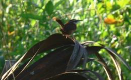 Carolina Wren at Myakka River State&nbsp;Park