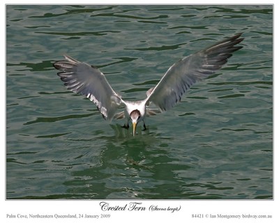 Crested Tern now Swift Tern (Thalasseus bergii) by Ian