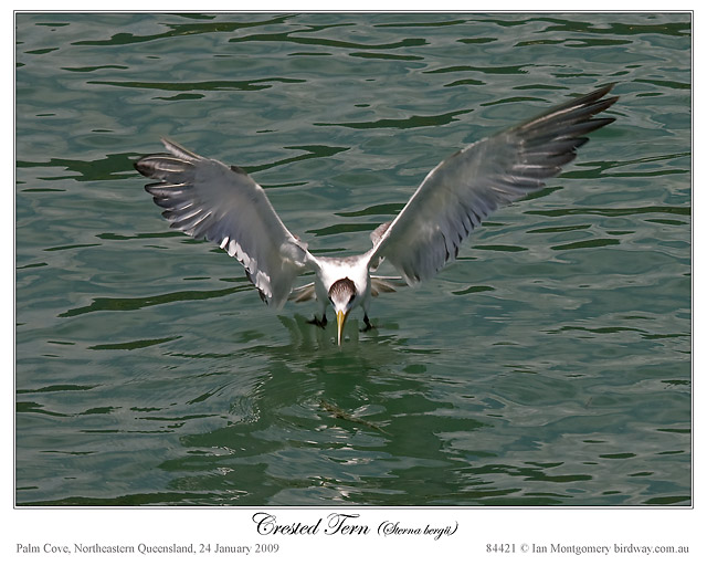 Greater Crested Tern (Thalasseus bergii) by Ian
