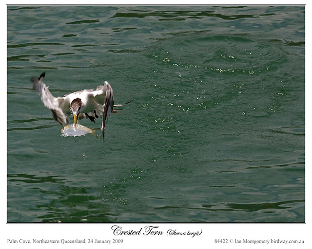 Greater Crested Tern (Thalasseus bergii) by Ian