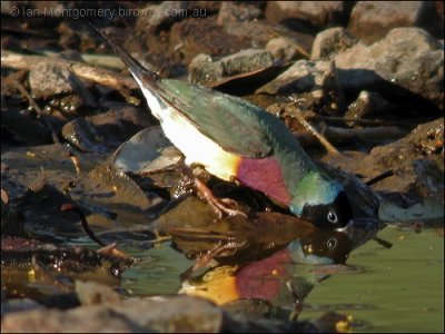 Gouldian Finch (Erythrura gouldiae) by Ian