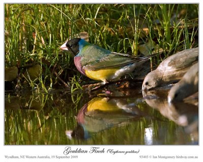 #2 Black-headed Gouldian Finch by Ian