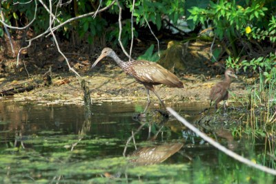 Limpkin & Baby at Saddle Creek By Dan'sPix