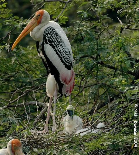 Painted Stork (Mycteria leucocephala) w youngby Nikhil Devasar