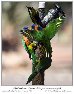 Red-collared Lorikeet (Trichoglossus rubritorquis) by Ian