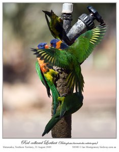 Red-collared Lorikeet (Trichoglossus rubritorquis) by Ian