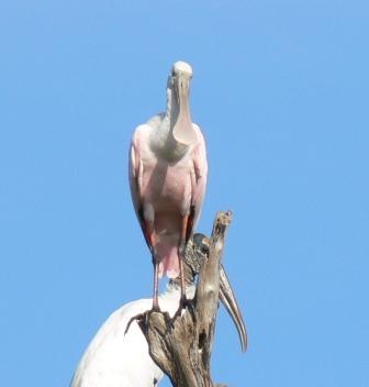 Roseate Spoonbill and Wood Stork by Lee