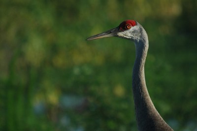 Sandhill Crane at Cirle B by Tommy Tompkins