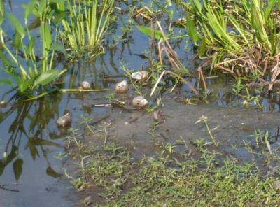 Snail remains at Lake Hollingsworth by Lee