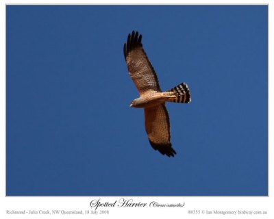 spotted_harrier_80355 spotted_harrier_80355