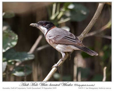 White-breasted Whistler