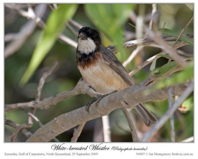 White-breasted Whistler (Immature)