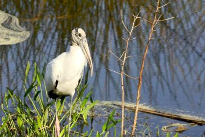 Wood Stork (Mycteria americana) By Dan'sPix