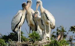 Vol 2, #6 – More Bird&nbsp;Miscellany