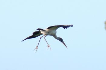 Wood Stork with landing gear down