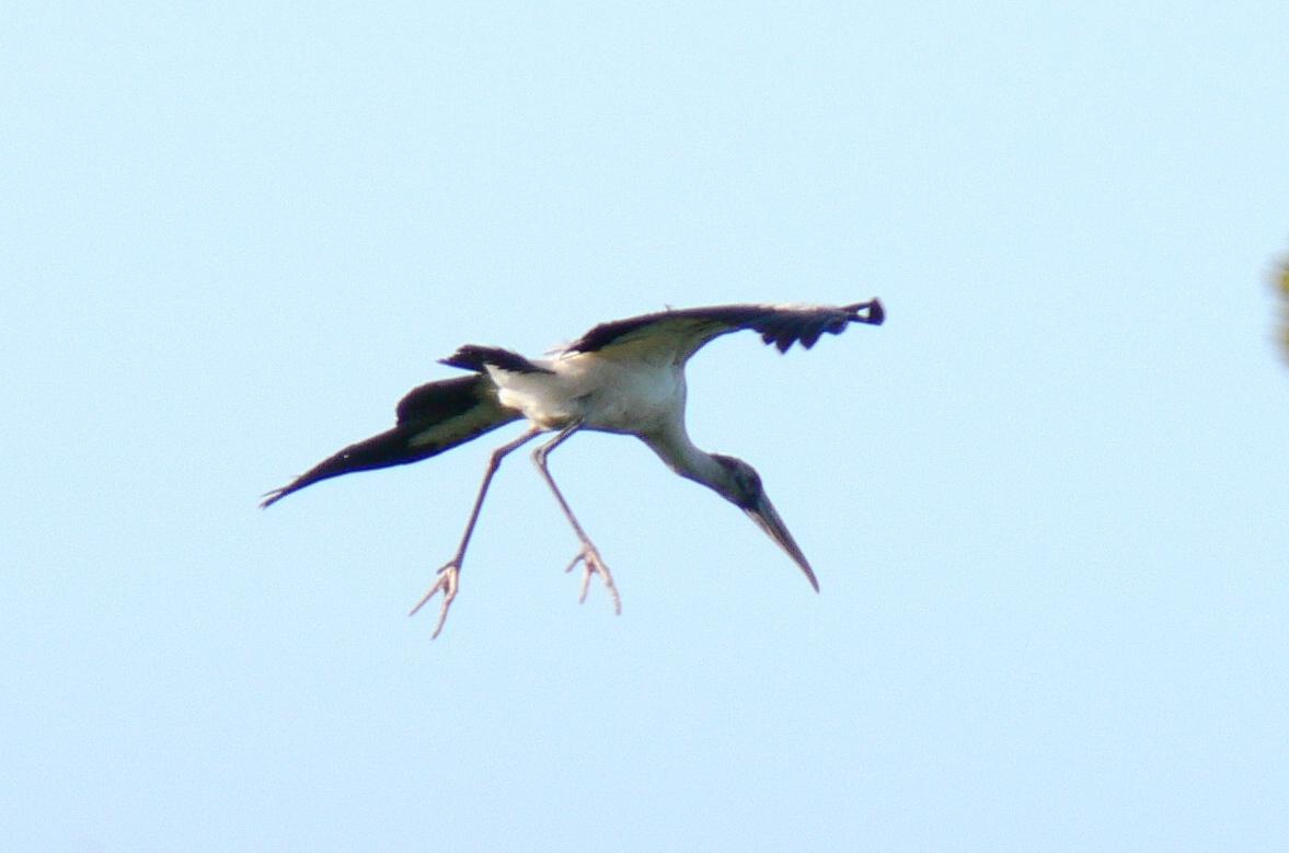Wood Stork with landing gear down
