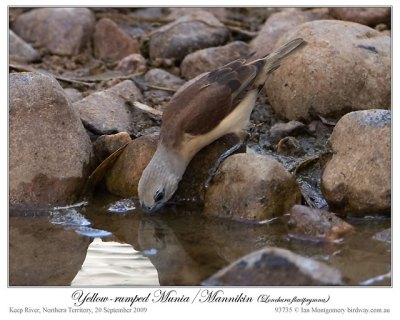 Yellow-rumped Munia by Ian Montgomery