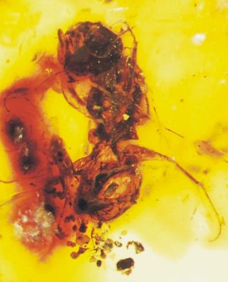 Oldest Bee (in Amber)