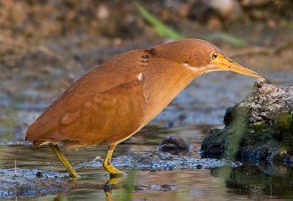 Cinnamon Bittern (Ixobrychus cinnamomeus) by W Kwong