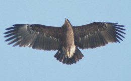 Birds In Christmas Hymns – Hail to the Lord’s Anointed&nbsp;(Re-post)