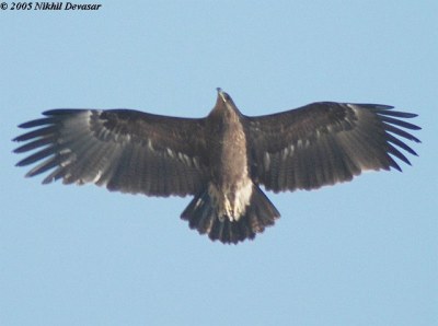 Greater Spotted Eagle (Aquila clanga) by Nikhil
