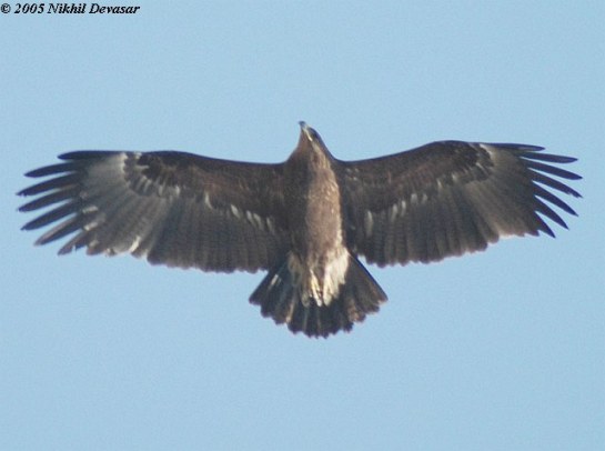 Greater Spotted Eagle (Aquila clanga) by Nikhil
