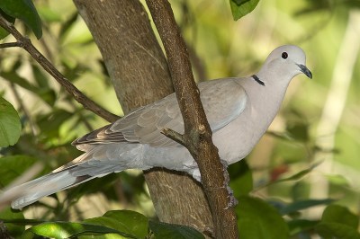 Eurasian Collared Dove (Streptopelia decaocto) by Reinier 