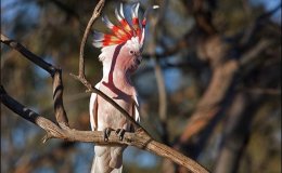 Avian and Attributes –&nbsp;Creator