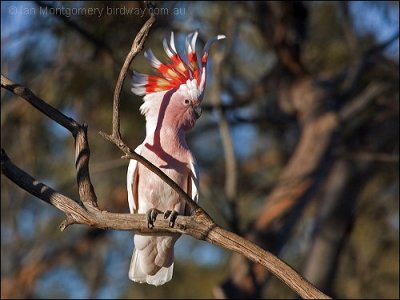 Major Mitchell's Cockatoo (Lophochroa leadbeateri) By Ian