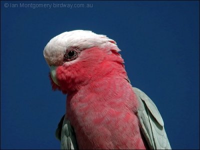 Galah (Eolophus roseicapilla) Male by Ian at Birdway.com