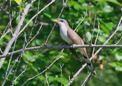 Yellow-billed Cuckoo (Coccyzus americanus) Neal Addy Gallery