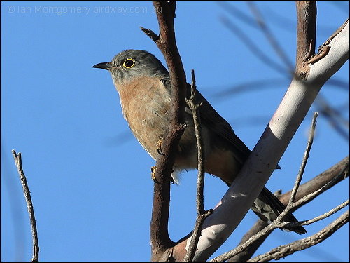 Fan-tailed Cuckoo (Cacomantis flabelliformis) by Ian