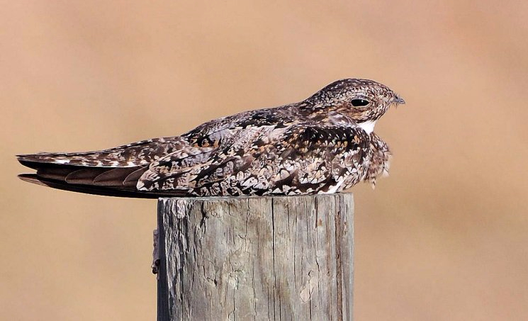 Common Nighthawk (Chordeiles minor) Neal Addy Gallery