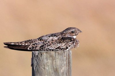 Common Nighthawk (Chordeiles minor) Neal Addy Gallery