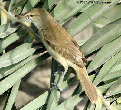 Clamorous Reed Warbler (Acrocephalus stentoreus) by Nikhil