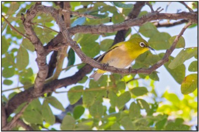 Japanese White-eye (Zosterops japonicus) by Daves BirdingPix