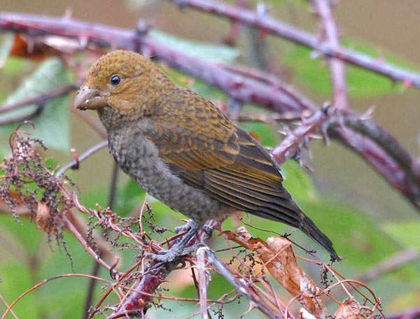 Scarlet Finch (Haematospiza sipahi) 2by Nikhil
